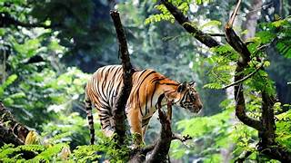 Thekkady Wildlife Tour